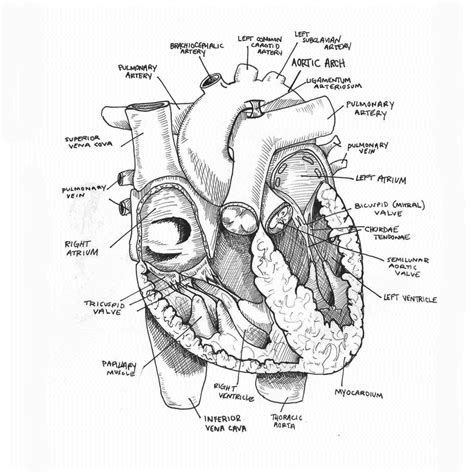 How To Draw An Anatomical Heart The ultimate guide | drawboy2