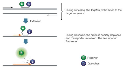 qPCR Assay Development | Bio-Rad