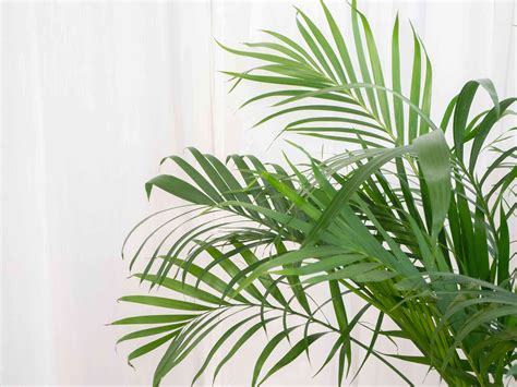 9 Types of Palm Plants to Grow Indoors