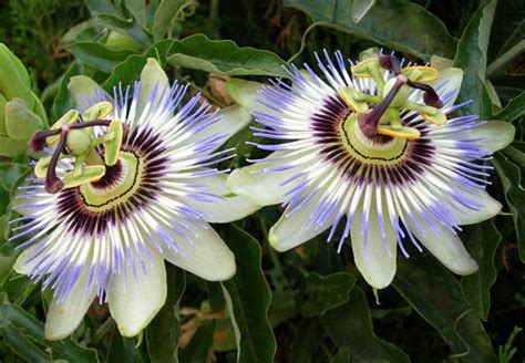 Passion Flower Seeds Amazing Colors Easy to Grow Gift Idea - Etsy