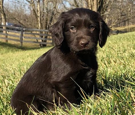 Boykin Spaniel Puppies for Sale - Greenfield Puppies