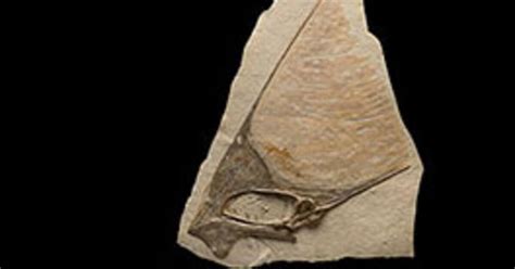 Why Are Pterosaur Fossils So Rare? | AMNH