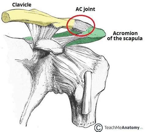 Pictures Of Acromioclavicular JointHealthiack