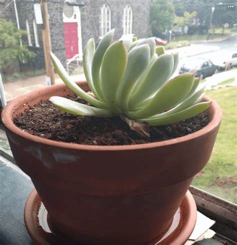 Succulent Leaves Curling: 11 Causes with Solutions – The Garden Hows