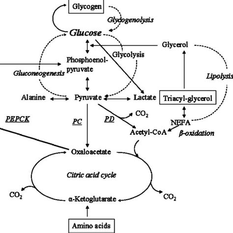 Fig. Glucose metabolism. NEFA, non-esterified fatty acids; PC, pyruvate ...