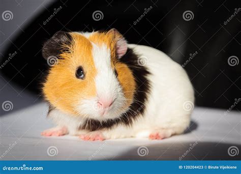 Guinea pig Cavia porcellus stock image. Image of face - 120204423