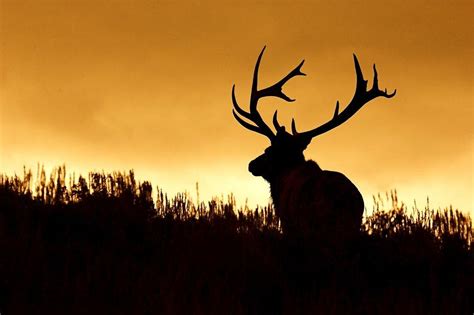 10 Bowhunting Tips for Big Game - Realtree Camo