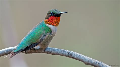 Hummingbirds - Alaska Public Media