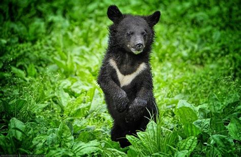 123 best Wildlife of Russia and Siberia images on Pinterest | Animals, Wild animals and Nature