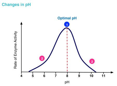 Enzymes & Digestion - Enzyme Action: Factors that Affect it (GCSE ...