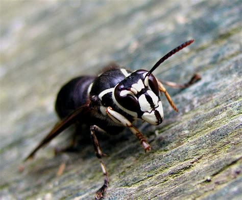 Natural Ornaments – Preserving Hornet Nests | Gardening in the Panhandle