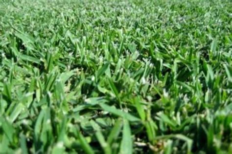 iTurf Wollongong | Sapphire, Kings Pride, Palmetto Buffalo | Illawarra Turf | Illawarra Turf