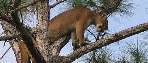 Conservation Easement Secures Florida Panther Habitat - The Wildlife Society