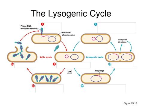 PPT - Growing Viruses PowerPoint Presentation, free download - ID:6838225