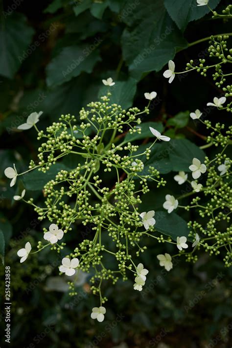 Hydrangea petiolaris Stock Photo | Adobe Stock