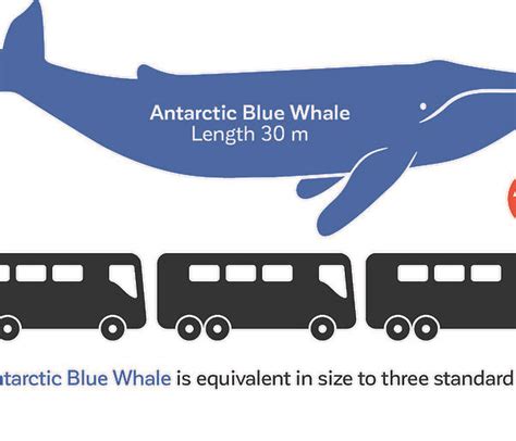 Blue whale – Australian Antarctic Program