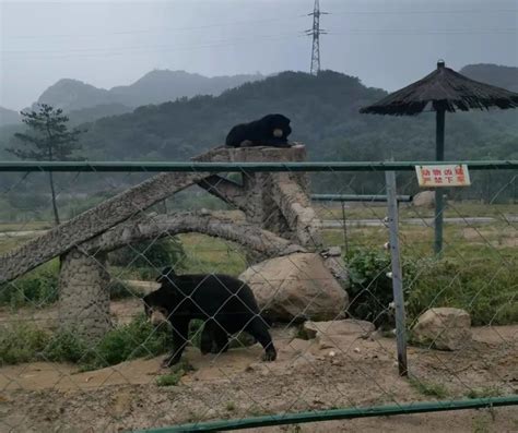 Day Trip to Badaling Wildlife Park: Worth the Drive? | the Beijinger