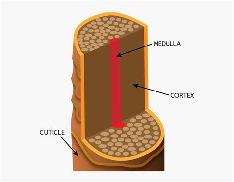 Structure Of Hair Cuticle Cortex Medulla, HD Png Download - kindpng