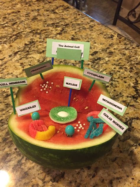 Atom Project, Cells Project, Watermelon Animals, Science Projects, Art Projects, Halloween ...