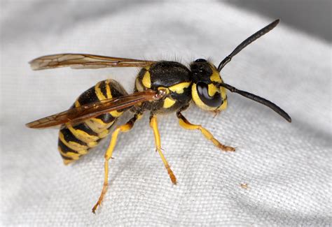 NCSU PDIC: Are Asian or Japanese giant hornets in North Carolina?