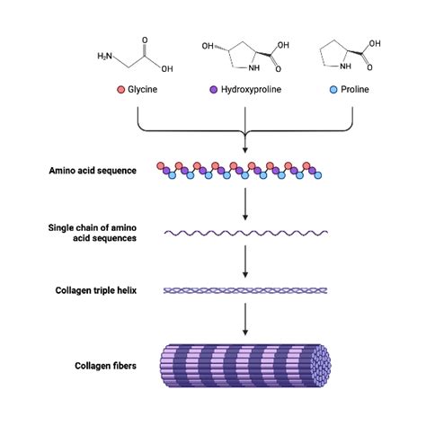 Collagen Structure | BioRender Science Templates