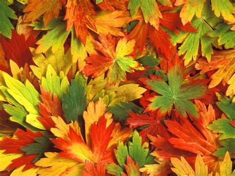 Free download Fall Leaf Backgrounds wallpaper wallpaper hd background desktop [1600x1200] for ...