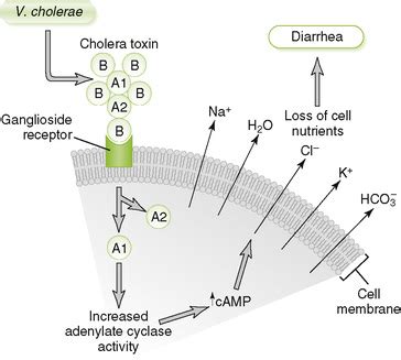 Gram-Negative, Oxidase-Positive Motile Rods | Oncohema Key