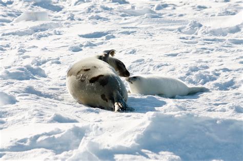 How to See Harp Seal Pups in Canada - pint size pilot