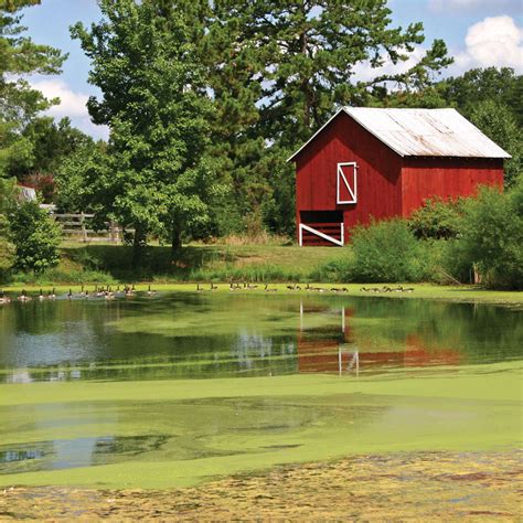 A Complete Guide to Algae Bloom Prevention and Maintenance - TLC ...