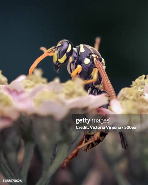 138 Paper Wasp Sting Stock Photos, High-Res Pictures, and Images ...