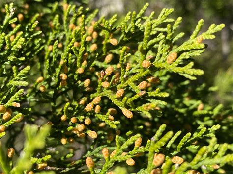 Cedar pollen levels remain near historic highs Tuesday | KXAN Austin