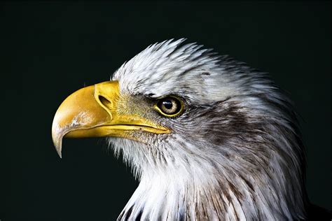 Águila Blanca, águila, calvo, pájaro, fauna silvestre, retrato, cabeza, pico | Piqsels