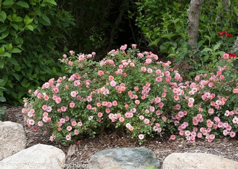 How to Grow Shrub Roses | Garden Design