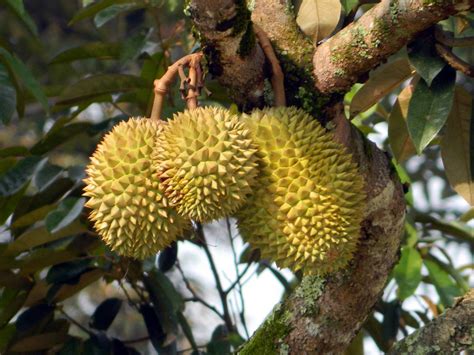 Durian Fruit