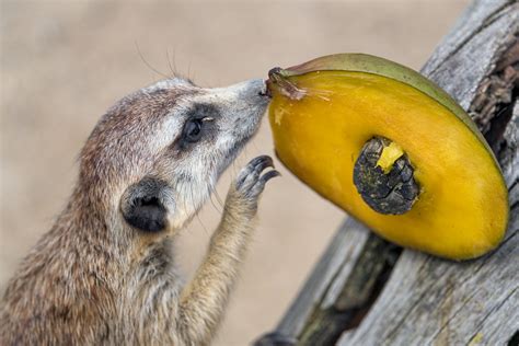 Meerkat and fruit | A meerkat who is getting some food! I th… | Flickr