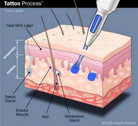 how tattoo needles work #howtoremovetattoos | Learn to tattoo, Tattoo hurt, Tattoo techniques