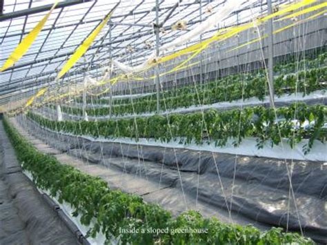 Demystifying yield fluctuations for greenhouse tomatoes | (e) Science News