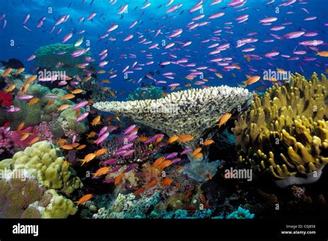 Tropical coral reef, Fiji, Pacific Ocean Stock Photo - Alamy