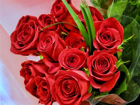 Top Tips For Valentine’s Day Roses - Ambius UK