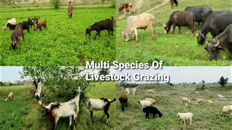 Mixed Animal Farming | Goat, Sheep And Baffelow Grazing Sounds | Multi Species Of Livestock ...