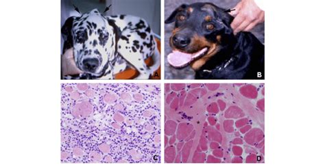 What Causes Masticatory Muscle Myositis In Dogs