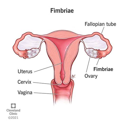 Fimbriae Of The Uterine Tube: Anatomy & Function