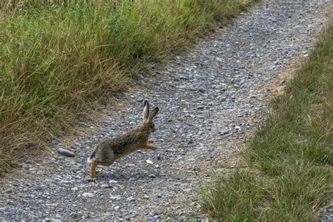 Hare Jack Rabbit Running To You Stock Photo - Image of white, grass ...