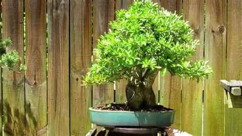 Pyracantha bonsai - YouTube