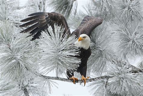 Animal Bald Eagle Bird Eagle Winter Branch Frozen Wallpaper | Bald eagle, Nature animals, Eagle ...