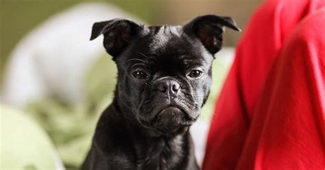 Frug Dog Breed Health, Temperament, Training, Feeding and Puppies - PetGuide | PetGuide