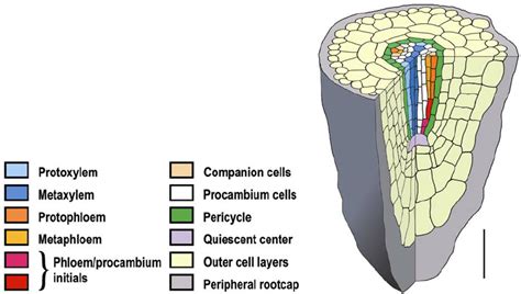 Vascular Tissue