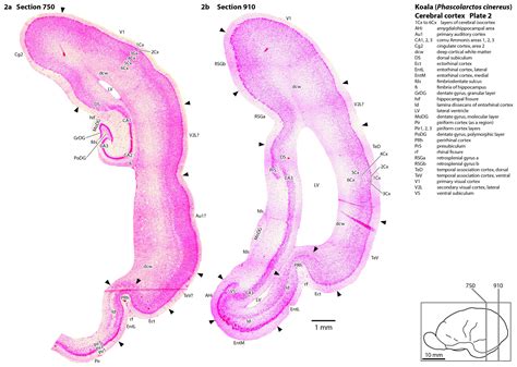 Cerebral cortex of the koala — Comparative Brain Anatomy