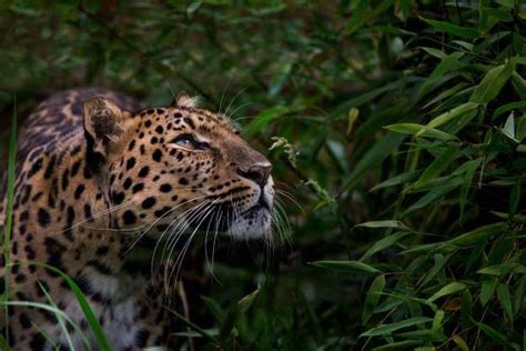 ΖΩΑ ΥΠΟ ΕΞΑΦΑΝΙΣΗ: Η ΛΕΟΠΑΡΔΑΛΗ ΑΜΟΥΡ - Billy Currie Photography/Getty Images | Endangered ...