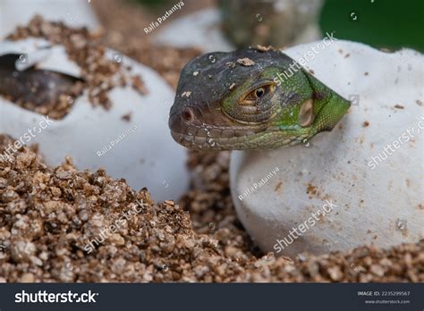 Baby Iguana Hatching